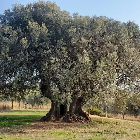 Farm stay Il Vecchio Olivo