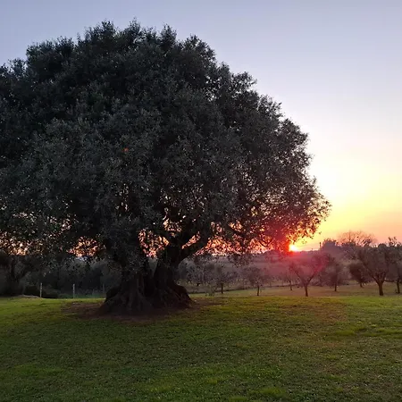 Il Vecchio Olivo *